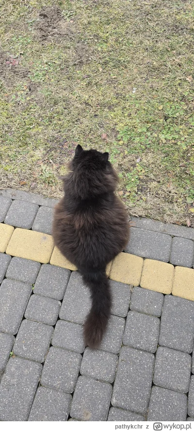 pathykchr - @Atreyu fajna buła (｡◕‿‿◕｡)