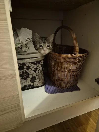 Lujdziarski - #pokazkota #dziarskikacperek Chodzę po domu i szukam kotów, Bero w szaf...