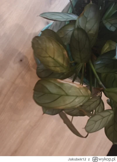 Jakubek12 - @Jakubek12: