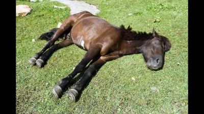 CH3j - @Slupper: Potrzebujesz przynajmniej dwóch zwinnych osób.
Podbiegasz od boku i ...