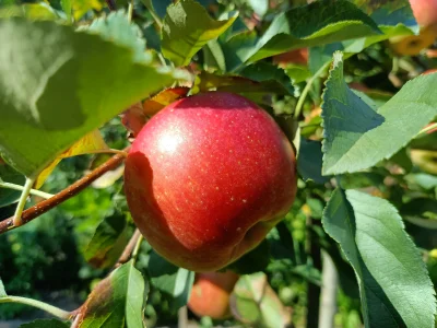 PorzeczkowySok - pomyśleć, że ze słońca, ziemi i wody wyrosły jabłka, z których teraz...