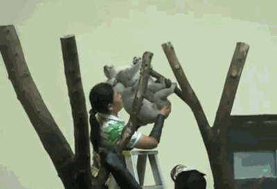 wfyokyga - Chciałbyś być asystentem ruchania koaluw?