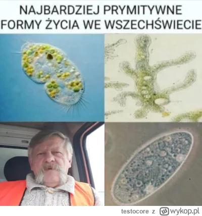 testocore - ( ͡° ͜ʖ ͡°)
#kononowicz #patostreamy