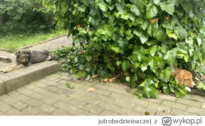 jutrobedzieinaczej - Mam 15-letniego psa Emila, któremu kiepsko idzie gryzienie, ale ...