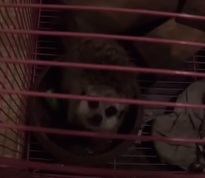 hans-kloss-23 - @Vendigoo: nie chciało mi się szukać, zrezygnowałem po paru minutach ...