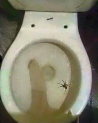 hehehej - Ja #!$%@? jakiego pająka w kiblu na cpnie zobaczyłem, prawie się zesrałem