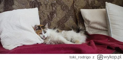 toki_rodrigo - #pokazkota