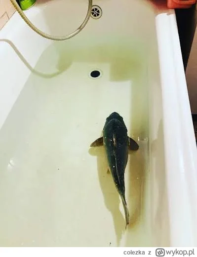 colezka - Też się cieszycie, że niedługo święta, i jak się będziecie kąpali to karpik...