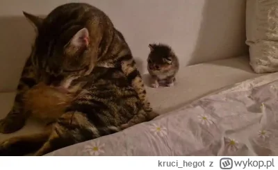 kruci_hegot - #pokazkota #suziq #koty
Kotka nie chce się zajmować obcą małą więc mała...