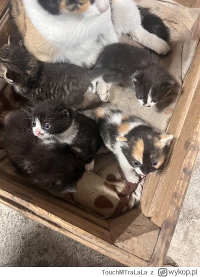 TouchMTraLaLa - Tak się prezentowały miesiąc temu, dwa już w nowym domku (╯︵╰,)