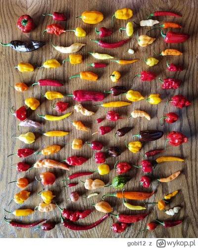 gobi12 - A tutaj fotka z kompletem 100 odmian chili, które zbierałem w zeszłym tygodn...