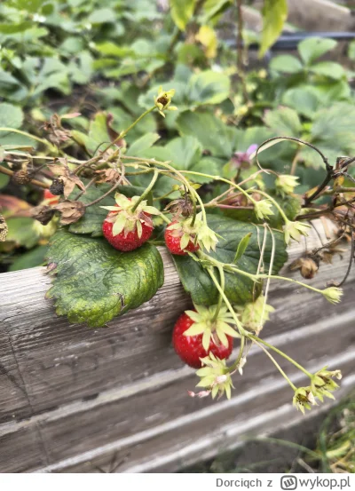Dorciqch - #ogrodnictwo pogoda dziś dopisuje, trzeba troszkę na działce porobić, ale ...
