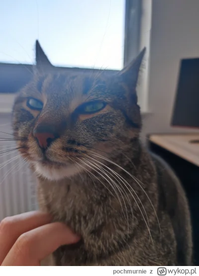 pochmurnie - #przegryw miły poranek kawka wypita alpra zarzyta kotek burczy