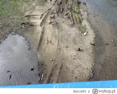 lasca85 - @jalop te same bobry sprzed miesiąca