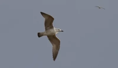 m.....u - Mewa z wczoraj, ale komu by się chciało sprawdzać jaka :P
#ptasiewybryki