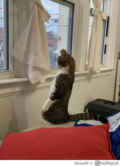 daray89 - #codziennykotopetany #dziwnekotki