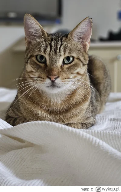 wjkp - Boj hotelowy ( ͡° ͜ʖ ͡°)

#pokazkota #kitku