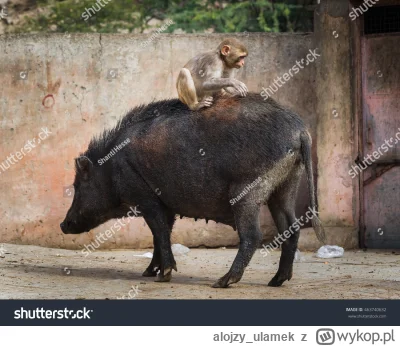 alojzy_ulamek - @Ignitrion proszę