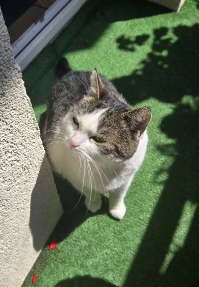 Solsith - #pokazkota #spaslak wyskakuj z mojej miejscówki ( ͡° ʖ̯ ͡°)