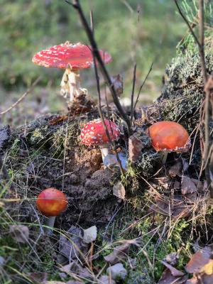 Doleginho - @officialmirekaccount: u mnie takie śliczniaki