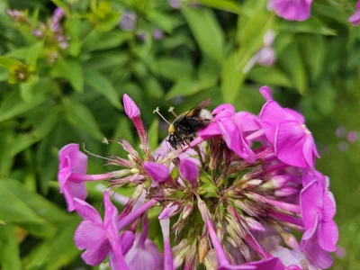 d.....a - #przegryw #kwiaty #owady #pszczoly
Pszczółka Maja na kwiatuszku se.