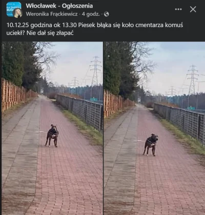 trenbolonnieszkodzi - #psy niezły "piesek" xD