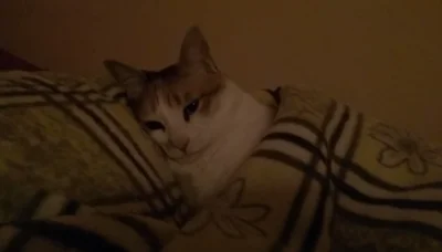 Macuga_ - #przegryw eh