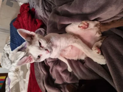 Iriya - #pokazkota
Jestem przystojny