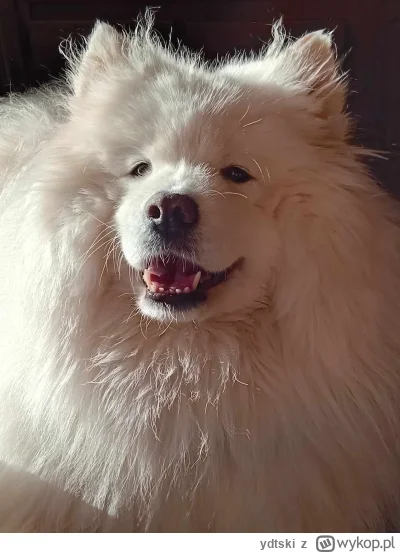 ydtski - A imię jej Biały Pies #pokazpsa #pies #pieseczkizprzypadku