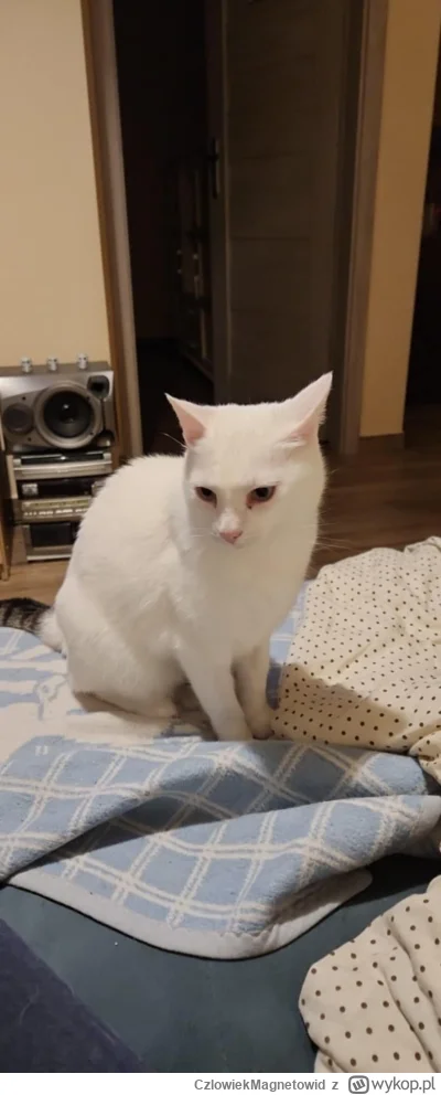 CzlowiekMagnetowid - Postuję bohatera, który znowu myśli, że uratował mi życie w toal...