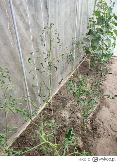 jalop - Znajoma prosi o opinię #pytaniedoeksperta w sprawie fatalnego stanu jej pomid...