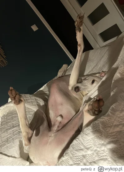 peteQ - @InwestorEkonomista fajnie czasem jak bydlak wlezie do łóżka :p  piachu nie m...