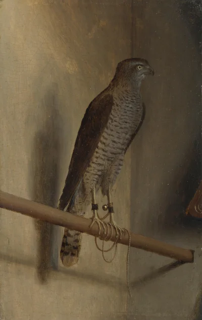 GARN - #sztuka #art #malarstwo #obrazy autor: Jacopo de' Barbari | A Sparrowhawk | 15...