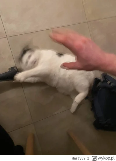 daray89 - #codziennykotopetany #dziwnekotki