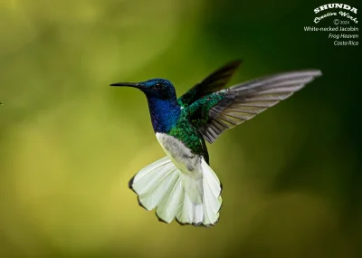 Lifelike - Nektareczek błękitny (Florisuga mellivora) [samiec]
Autor
#photoexplorer #...