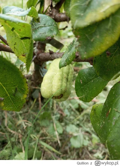 Qullion - @Qullion: pigwowiec