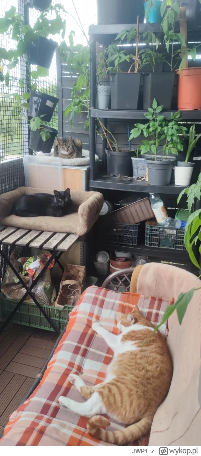 JWP1 - @JWP1:  Jest i kolejny :