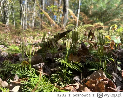 R2D2zSosnowca - @R2D2zSosnowca ściółka leśna wygląda jak miniaturowy las (ʘ‿ʘ)