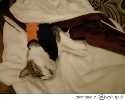 ziemniac - Ciepełko musi być .Bombi na kocu   elektrycznym. 
#koty #pokazkota