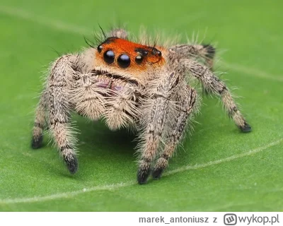 marek_antoniusz - Skakuny oraz również inne pająki są zajebiste. Nie tylko ze względu...