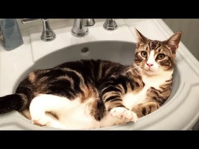 czterystacztery - @januszz_czarnolasu: to jeszcze jakieś filmiki z uroczymi kotkami: