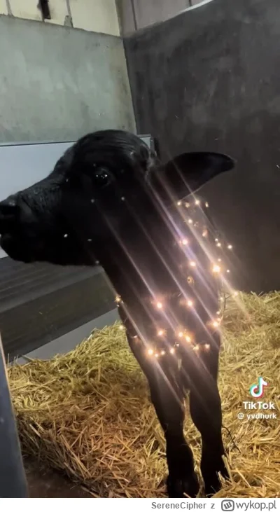 SereneCipher - NO DZIEŃ DOBRY #wykopaka