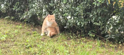 bolo2015 - @simpiara: