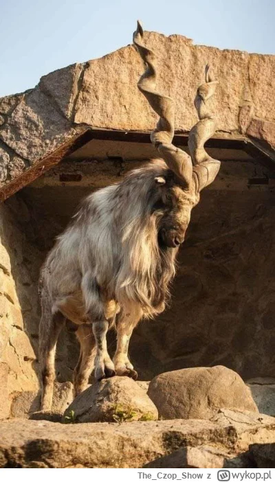 TheCzopShow - #diabelgrogaty