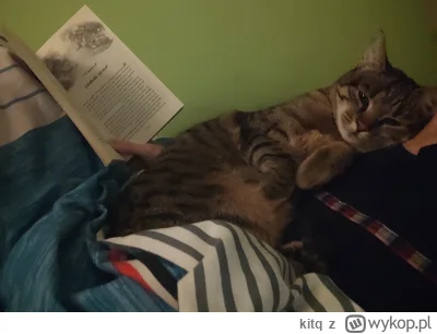 kitq - Jak czytać, to w towarzystwie kotka (｡◕‿‿◕｡)