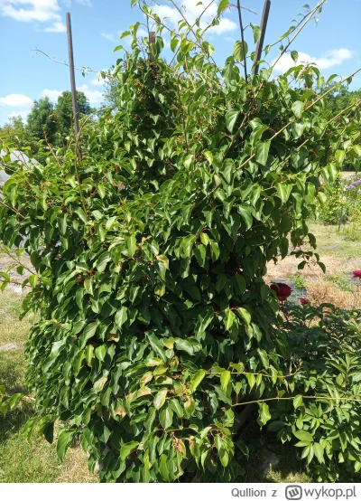 Qullion - Foteczki z działeczki. #ogrodnictwo

Na pierwszy strzał kiwi. Trzeci rok na...