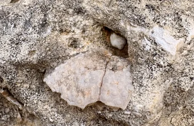 asdfghjkl - Znalazłem koło domu na ścianie skalnej fragment skamieniałego szkieletu n...