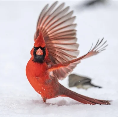 cheeseandonion - #ladnyptaszek