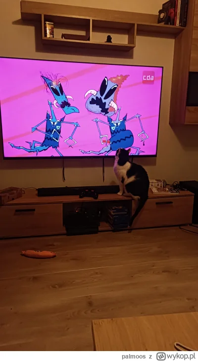 palmoos - @WielkiNos mój kot tylko poważne kino ( ͡º ͜ʖ͡º)