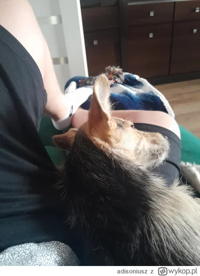 adisoniusz - Na jajach, a gdzie? 
#pokazpsa